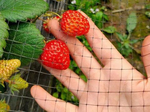 Siatka ochronna na ptaki przeciw ptakom mocna 4x6m